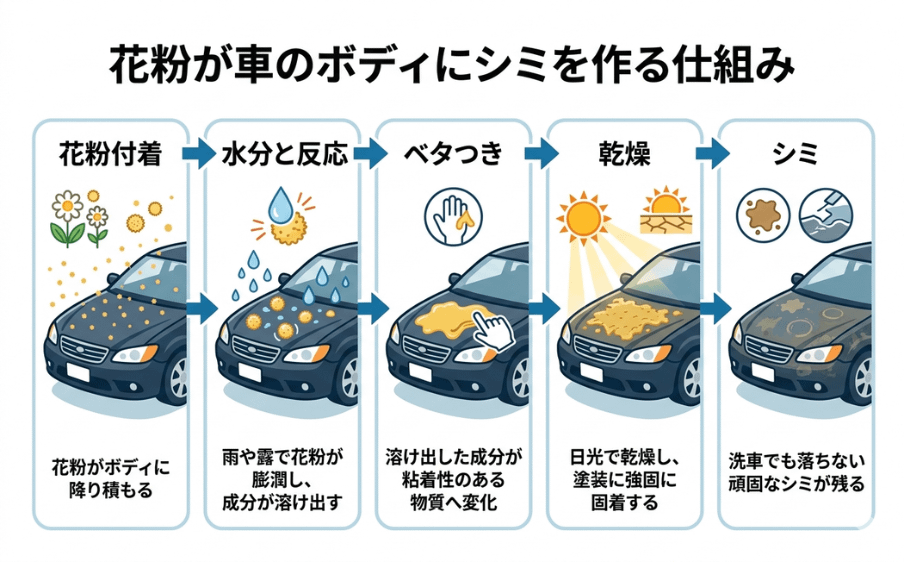 その汚れ、花粉かも?車がベタベタになる原因と正しい洗車方法 2 花粉が水分と反応してベタつきやシミになる仕組みの図解